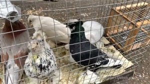 Птичий рынок г. Ташкент - ГОЛУБИ (20.02.2021) / Uzbek Pigeons