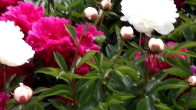 White Sarah Bernhardt | R2 Flowers BV | Peonies смотреть онлайн