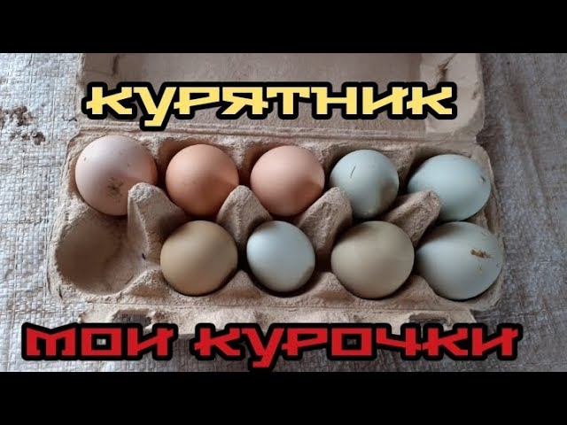Сколько яиц снесли мои курочки сегодня? Смотрим..... смотреть онлайн