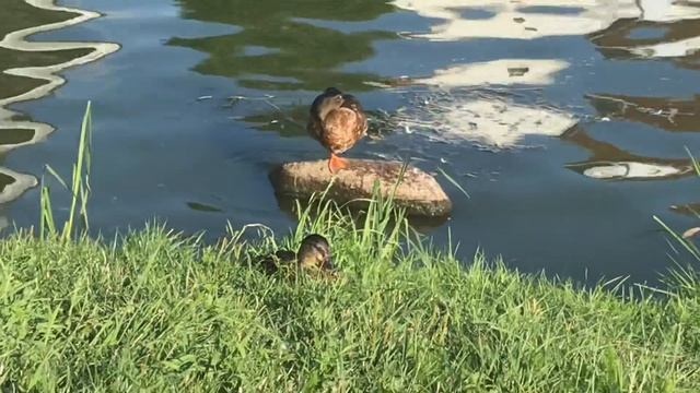 Утка спит, стоя на одной ноге, как цапля смотреть онлайн