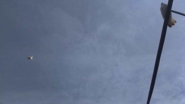 в гостях у голубевода Олега Красный Кут.