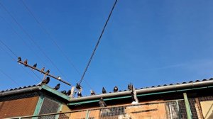 Голуби. Ярмарка голубей.  03.03  в Евпатории.