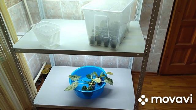 Комнатные цветы. Из любой ситуации можно найти выход .Новый стеллаж для цветов. смотреть онлайн