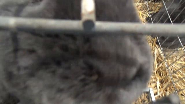 ZOOPARK 2023 - Targi Lublin S.A. - Wystawa Królików Rasowych смотреть онлайн