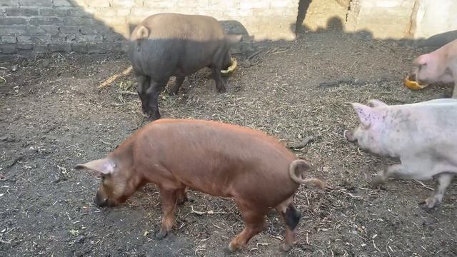 Может от тыквы пользы и немного,но мои свиньи её очень любят! смотреть онлайн