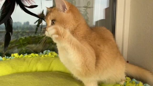 ?ЗОЛОТЫЕ? ДЕВОЧКИ?ЗОЛОТЫЕ?КОШКИ?GOLDENKITTENS? смотреть онлайн