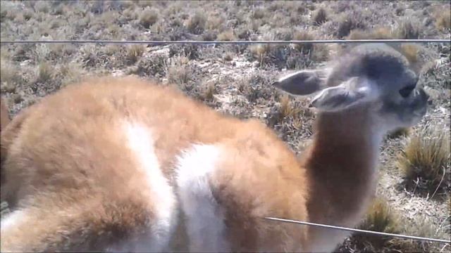 chulengo atrapado (cria de guanaco) смотреть онлайн