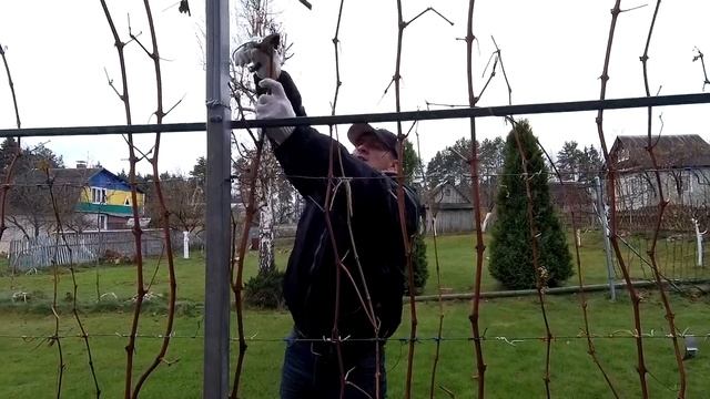 ?? Обрезка винограда осенью просто. Обрезка взрослых кустов винограда. Плодовое звено. Виноград. смотреть онлайн