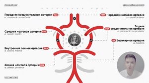 Кровоснабжение головного мозга. Виллизиев круг. Артерии и вены головного мозга