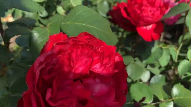 Роза Травиата/Rosa Traviata