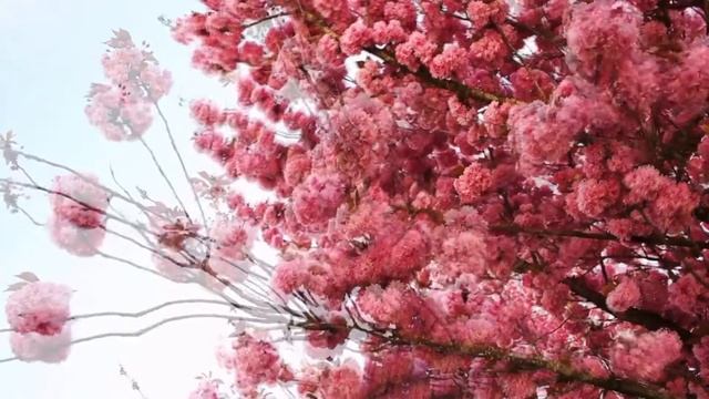 Музыка от бессонницы. Музыка для сна и медитативного состояния. Дельта волны. смотреть онлайн