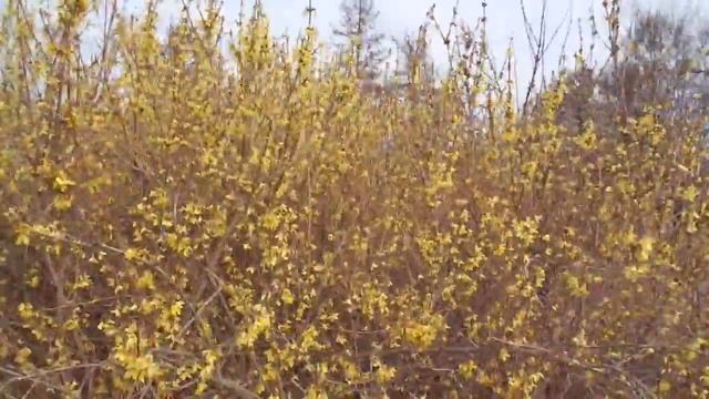 Фрезия ТТВ 21.04.2015. 1 смотреть онлайн