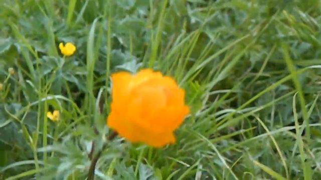 Цветущее поле купальницы Горный Алтай смотреть онлайн