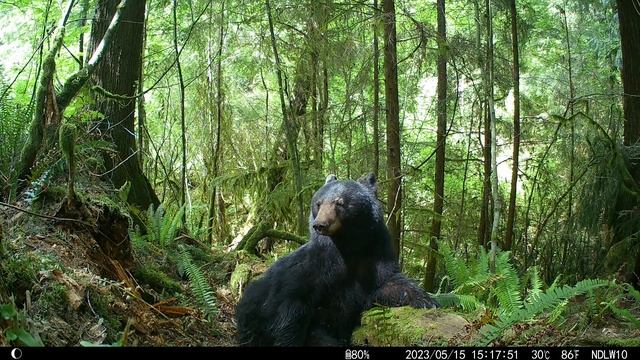 EZETAI Trail Camera video footage of Mama Bear deep in thought. смотреть онлайн