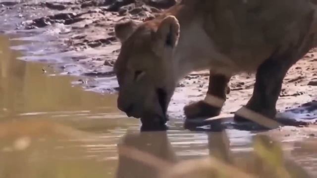 Snakes gape his jaws wide to gulp down this turtle when a young snake comes to steal смотреть онлайн