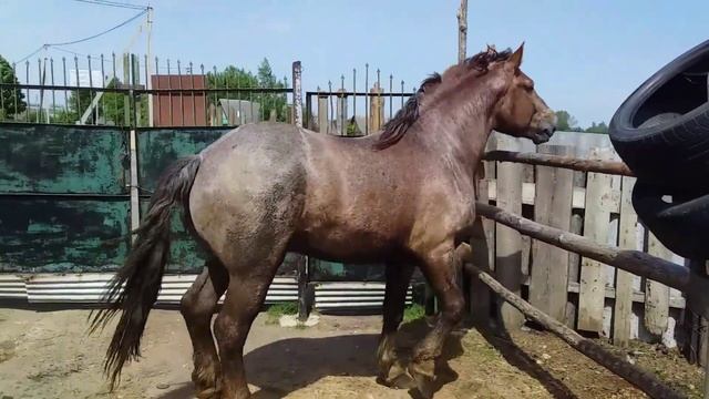 #ЖЕРЕБЕЦ#ЛОШАДИ# КУПИЛИ ЖЕРЕБЦА ЗАГОНЯЕМ В САРАЙ смотреть онлайн