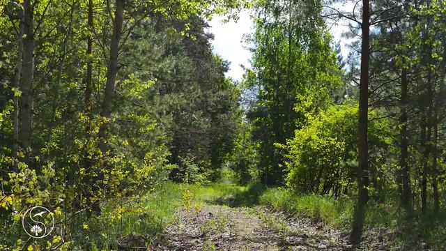 Весенний лес. Расслабляющее пение птиц в лесу. Природа смотреть онлайн