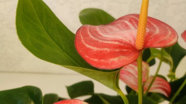 Антуриум Ливиум / Anthurium Livium Red 14/50