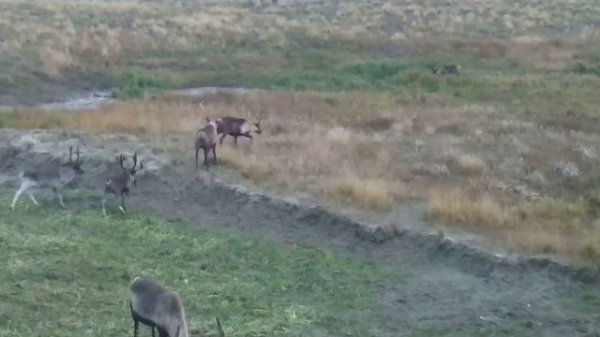 Олени Новый Порт 2020