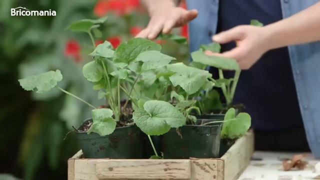 La Lunaria o Lunaria annua - Bricomanía - @Jardinatis смотреть онлайн