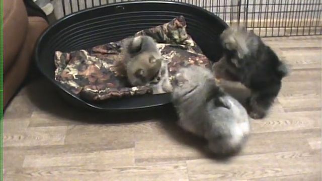 продажа ОС смотреть онлайн