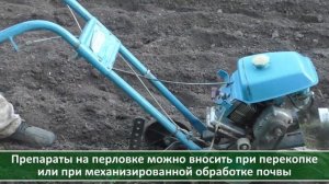 Если вы сеете рожь и овес как сидераты, посмотрите это видео. Проволочник: как с ним бороться