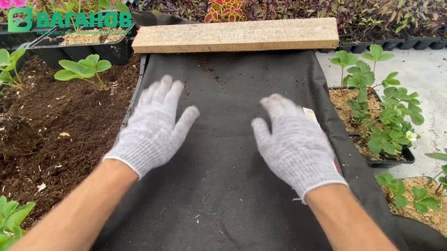 ПОСАДКА КЛУБНИКИ НА АГРОВОЛОКНО — черный укрывной материал смотреть онлайн