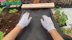 ПОСАДКА КЛУБНИКИ НА АГРОВОЛОКНО — черный укрывной материал