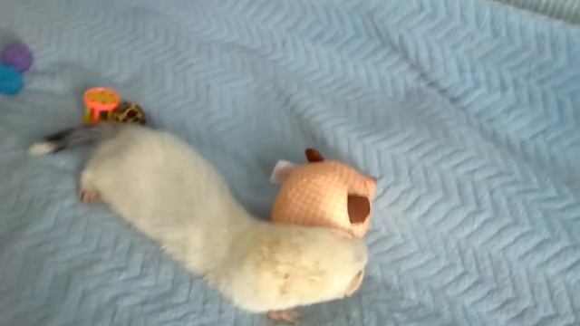 Хорьки и паста :) смотреть онлайн