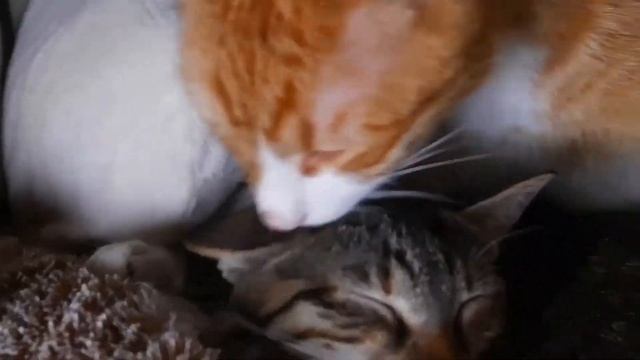 Как убрать запах кошачьей мочи в квартире или доме? смотреть онлайн