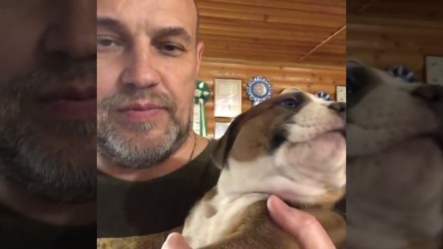 Щенок американского булли’ Бетховин’ парень свободен смотреть онлайн