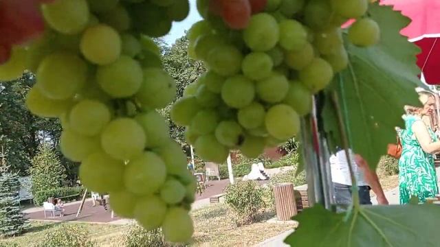 Виноград! Выставка! Ярмарка ! (2023) смотреть онлайн