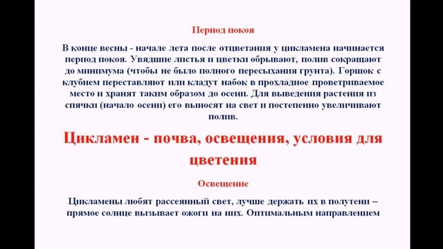 Цветок Цикламен выращивание в домашних условиях смотреть онлайн