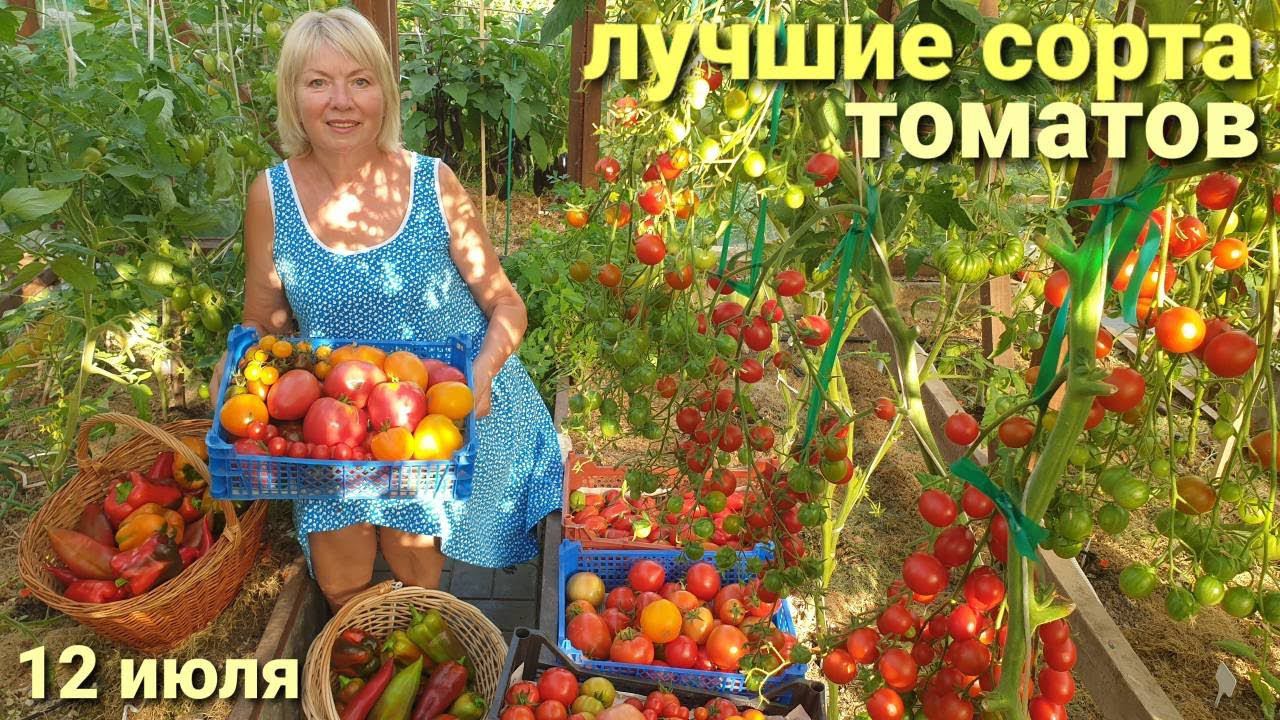 УРОЖАЙ собираем ящиками.ЛУЧШИЕ СОРТА ТОМАТОВ 2024 Муж упал на помидоры( смотреть онлайн