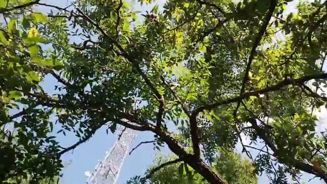 Чудо фрукт Албании - ийде смотреть онлайн