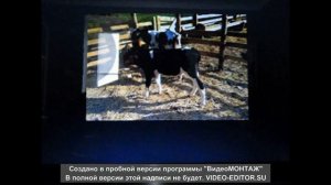 Лечение поноса у телят.