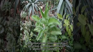 Как пересадить каланхоэ — какой грунт и горшок нужны