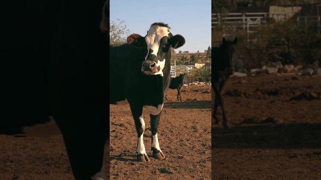 Корова спит стоя и не падает. 5 интересных фактов о животных. Кошка. Обезьяна. Лев рычит. #Shorts смотреть онлайн