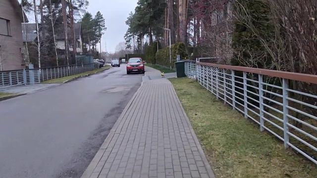 Риччи деловая колбаса) Прогулка без поводка. Собака Джек Рассел терьер. смотреть онлайн
