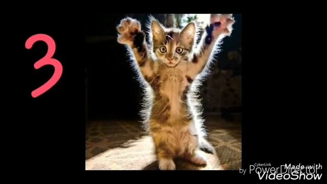 Топ 5 смешных фоток котов смотреть онлайн