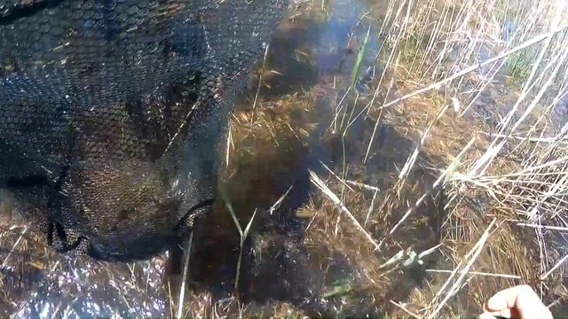 Хитрый метод ловли. Огромные караси на удочку с боковым кивком. Рыбалка на карася весной смотреть онлайн