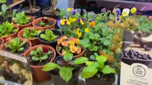 Выставка «Саженец» в выставочном центре Евразия, Санкт-Петербург. С 11 по 16 мая.Добро пожаловать! смотреть онлайн