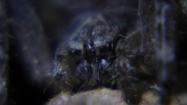 Panasonic HC-VXF1 macro смотреть онлайн