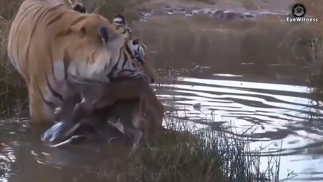 The Terrible Battle Of The Tiger King When Going To Battle | Animal World смотреть онлайн