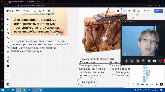 Кожа и терморегуляция смотреть онлайн