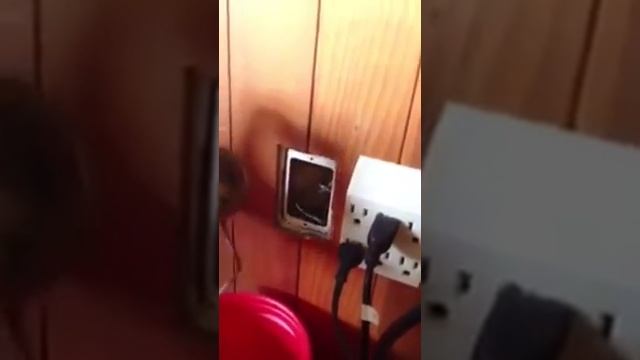 Мышь в розетке смотреть онлайн