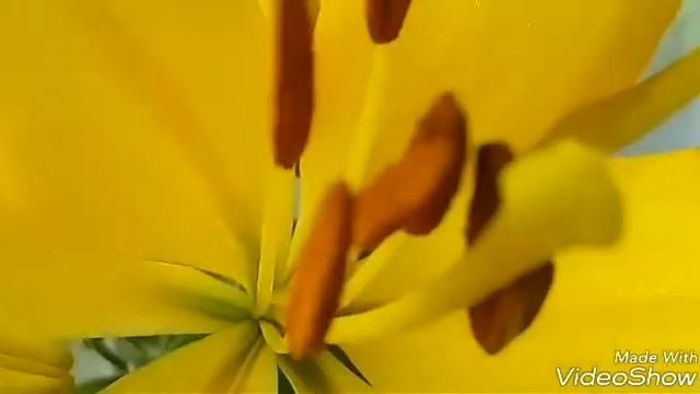 Пробуждение лилий смотреть онлайн