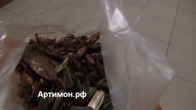 Тайланд. Паттайя. Видео - Ужин из насекомых за 70 бат. смотреть онлайн