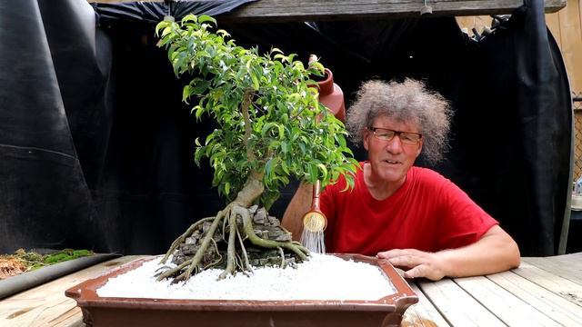 Repotting my "Root over Temple" Ficus benjamina, The Bonsai Zone, July 2020 смотреть онлайн