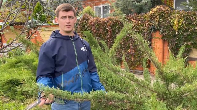 Топиарная стрижка! Мастер-класс по формированию авторского топиара. Фигура придуманная нами. смотреть онлайн